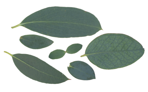 almond eucalyptus leaf shape