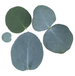 round eucalyptus leaf shape