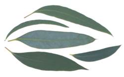 willow eucalyptus leaf shape