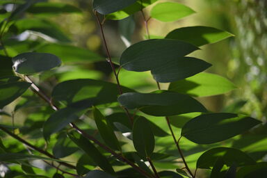 pauciflora niphophila