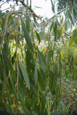 stellulata